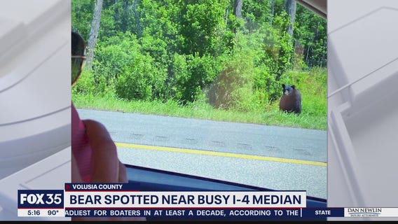 Bear spotted near busy I-4 median