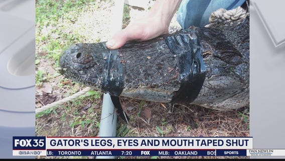 Gator spotted with its legs, eyes, and mouth taped shut