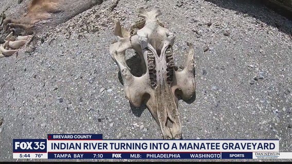 Indian River turning into manatee graveyard