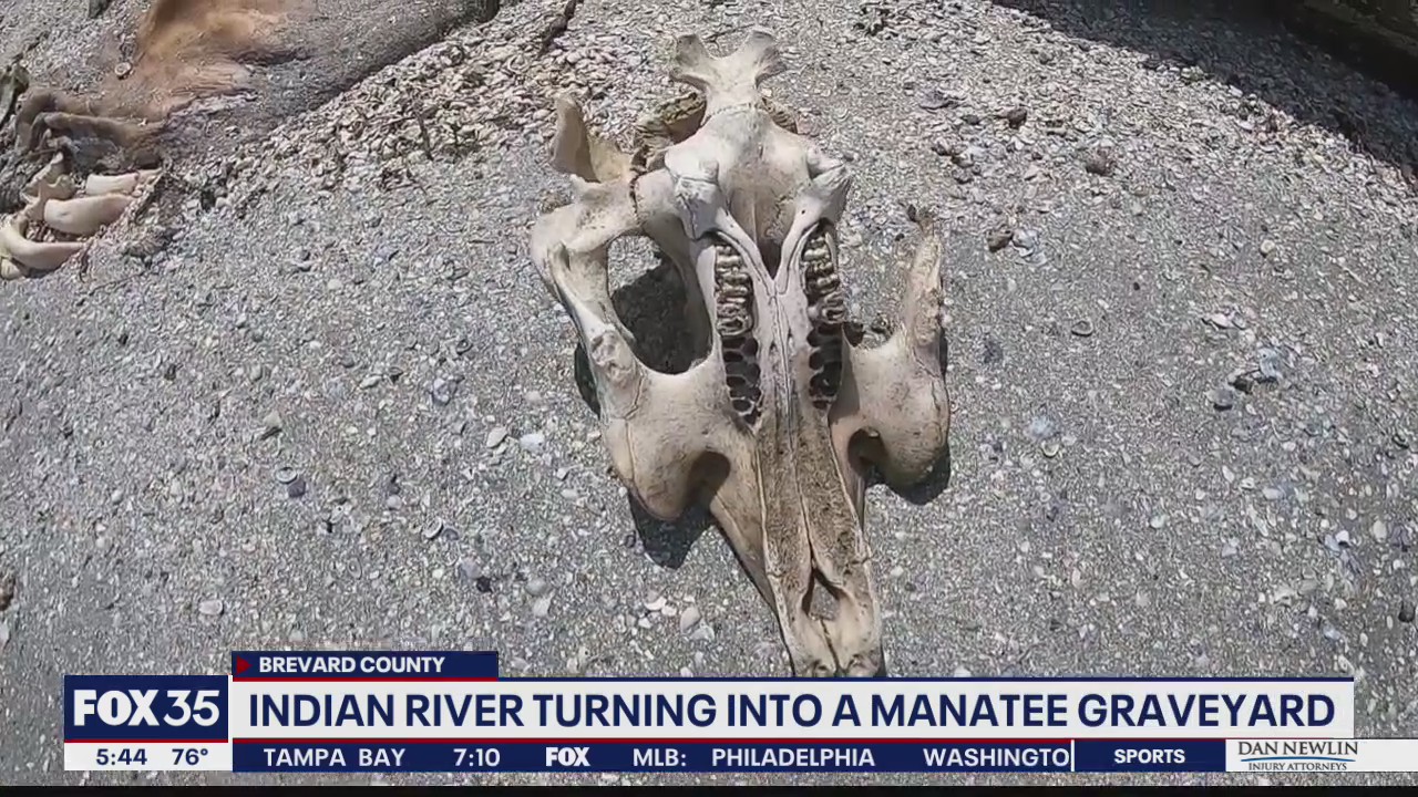 Indian River turning into manatee graveyard