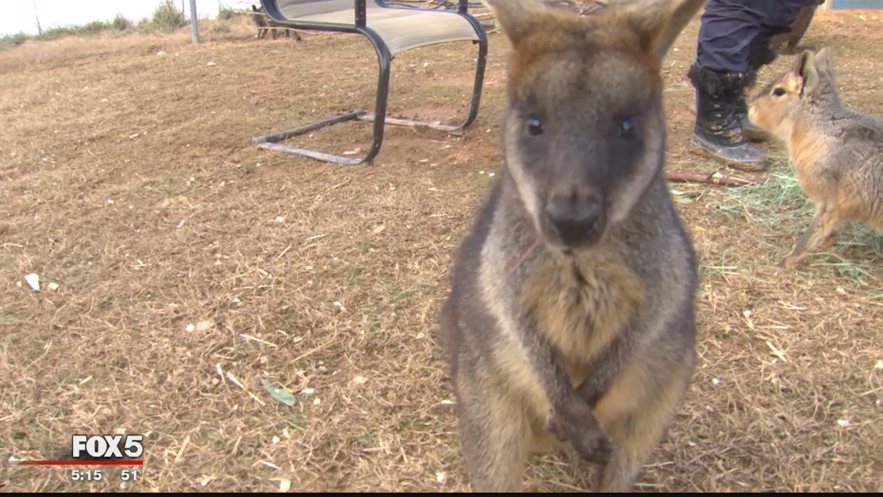 DC working to help Australia save animals during wildfires