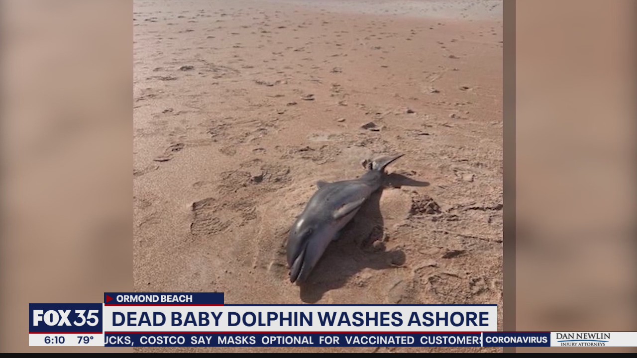 Baby dolphin washes ashore