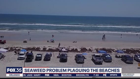 How long will seaweed last?