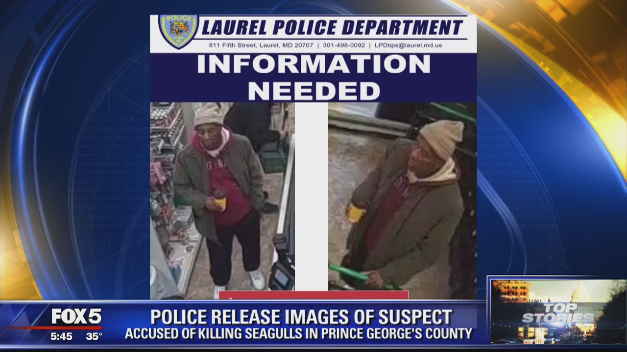 Police release photo of suspect accused of killing seagulls in Maryland