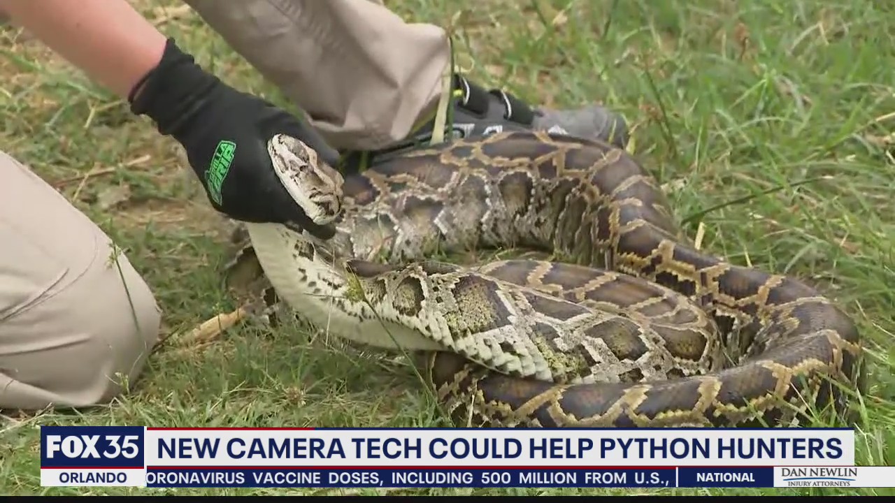 Python Eats Fox New camera developed by UCF could help python hunters | FOX 35 Orlando