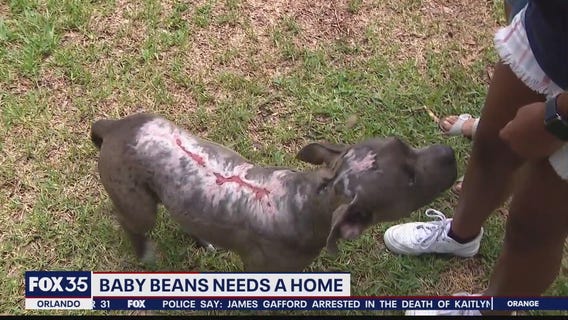 Puppy found burned, thrown from truck needs loving forever home