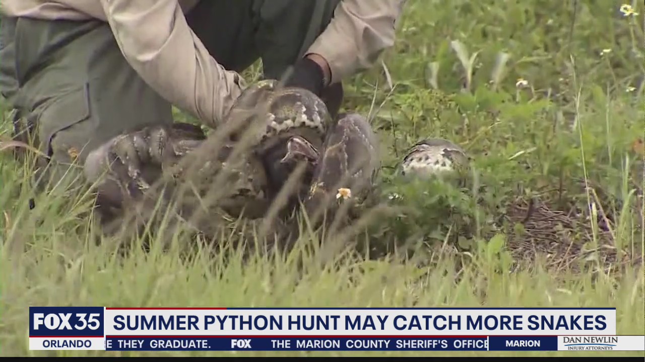 2021 Florida Python Challenge kicks off next month