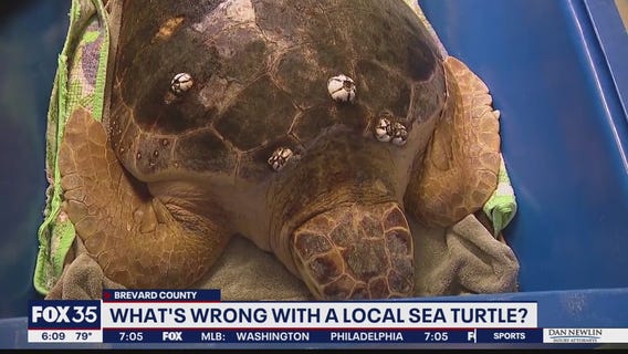 Loggerhead sea turtle undergoes MRI
