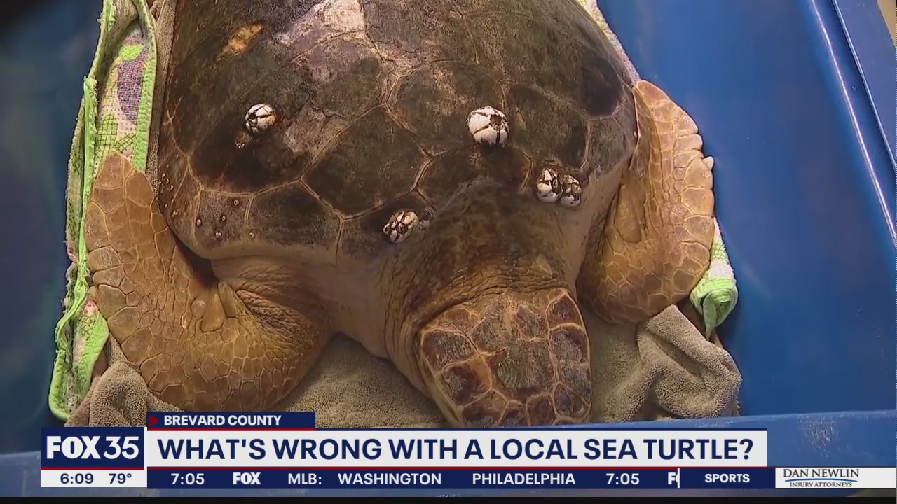 Loggerhead sea turtle undergoes MRI