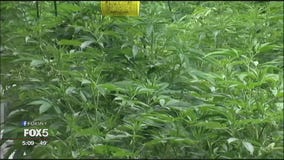 Marijuana in New Jersey