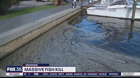 Massive fish kill in Melbourne