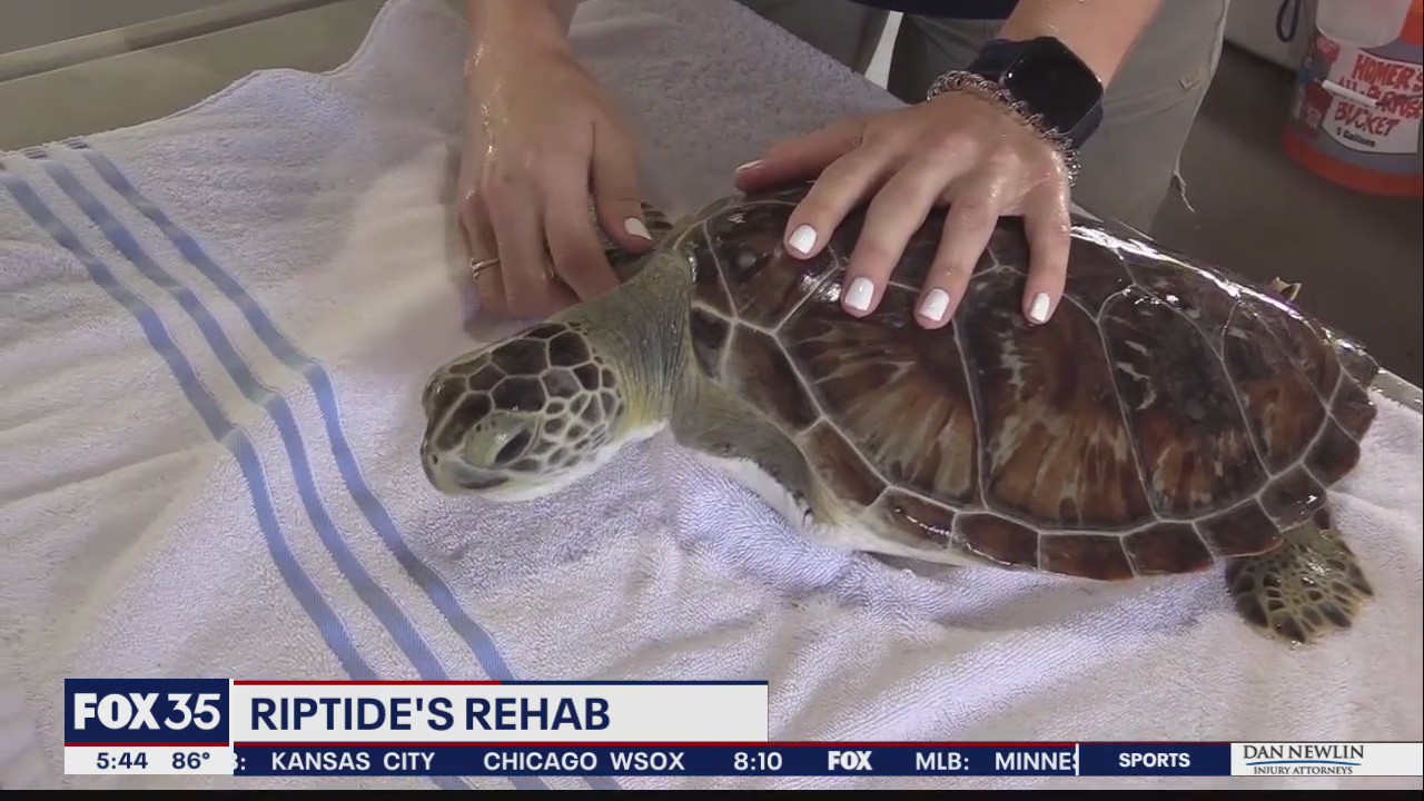 Turtle learning to swim after flipper amputated