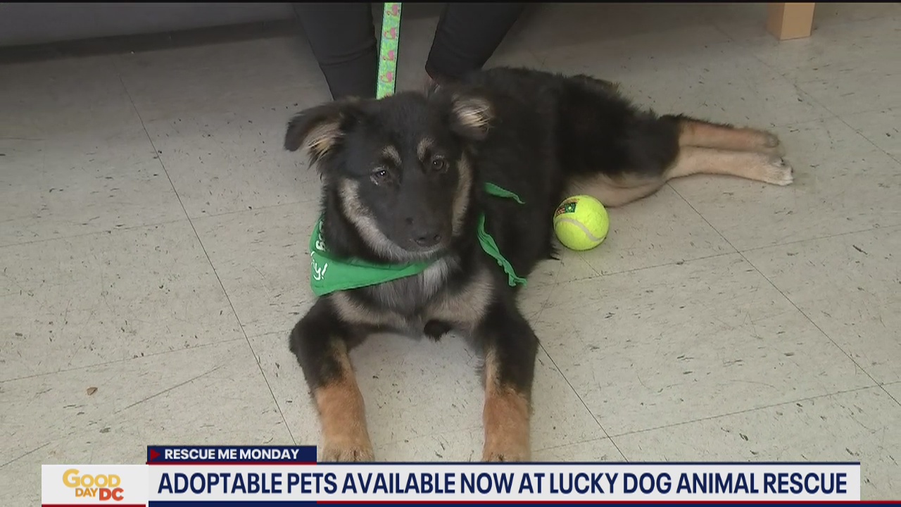 Adoptable pets looking for forever homes