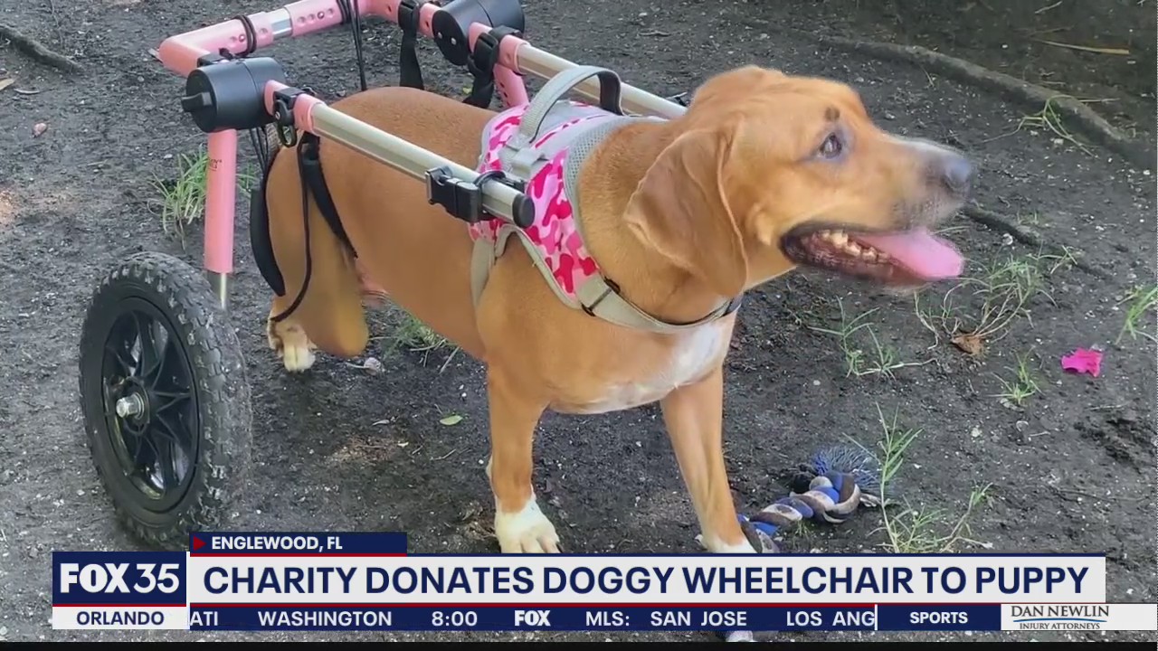 Charity donates doggy wheelchair to puppy