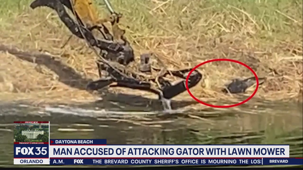 FWC: Daytona Beach man 'intentionally' hit alligator with mower