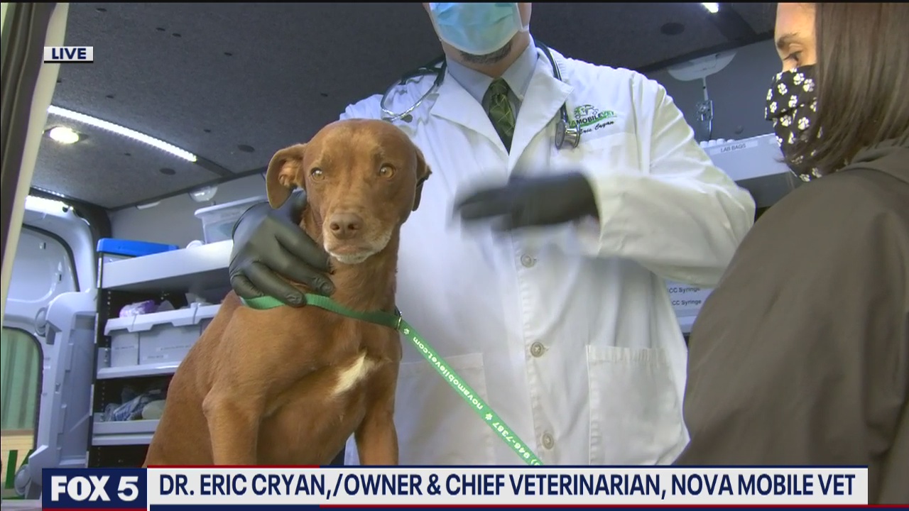 Pet care during the coronavirus pandemic