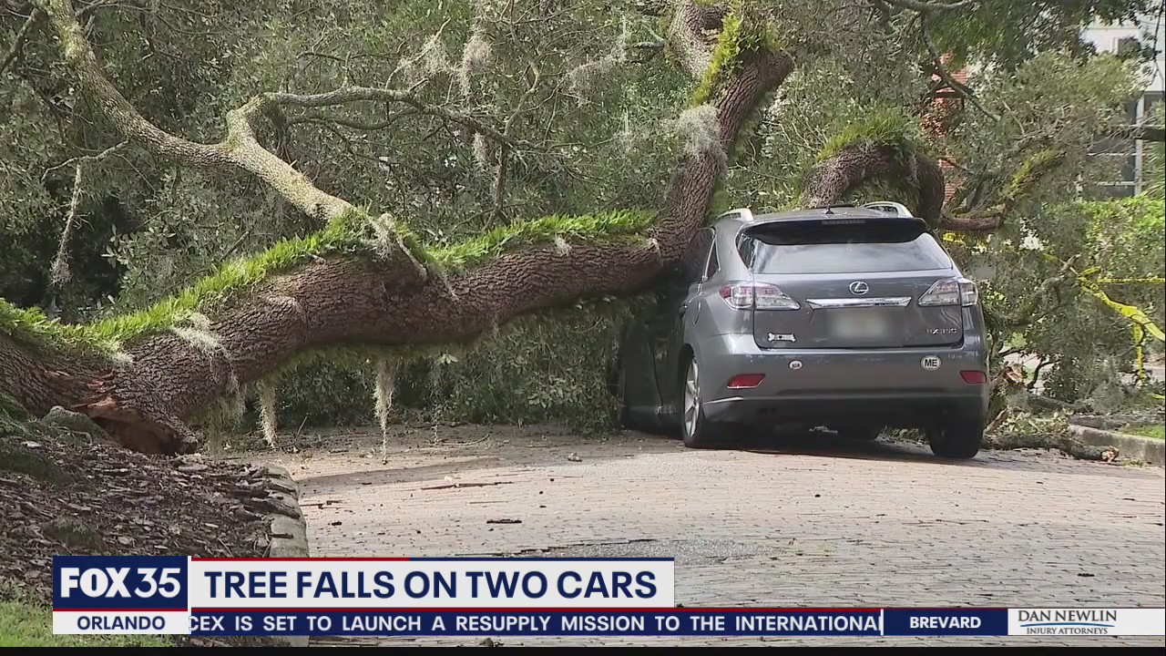 Arborist warns to check the health of your trees