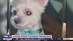 Loose dogs causing problems in Apopka