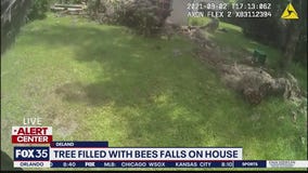 Video shows deputy responding after tree filled with bees falls on house