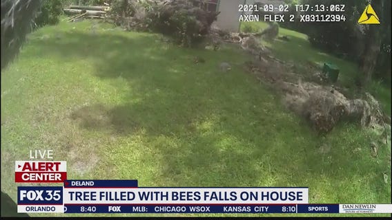 Video shows deputy responding after tree filled with bees falls on house