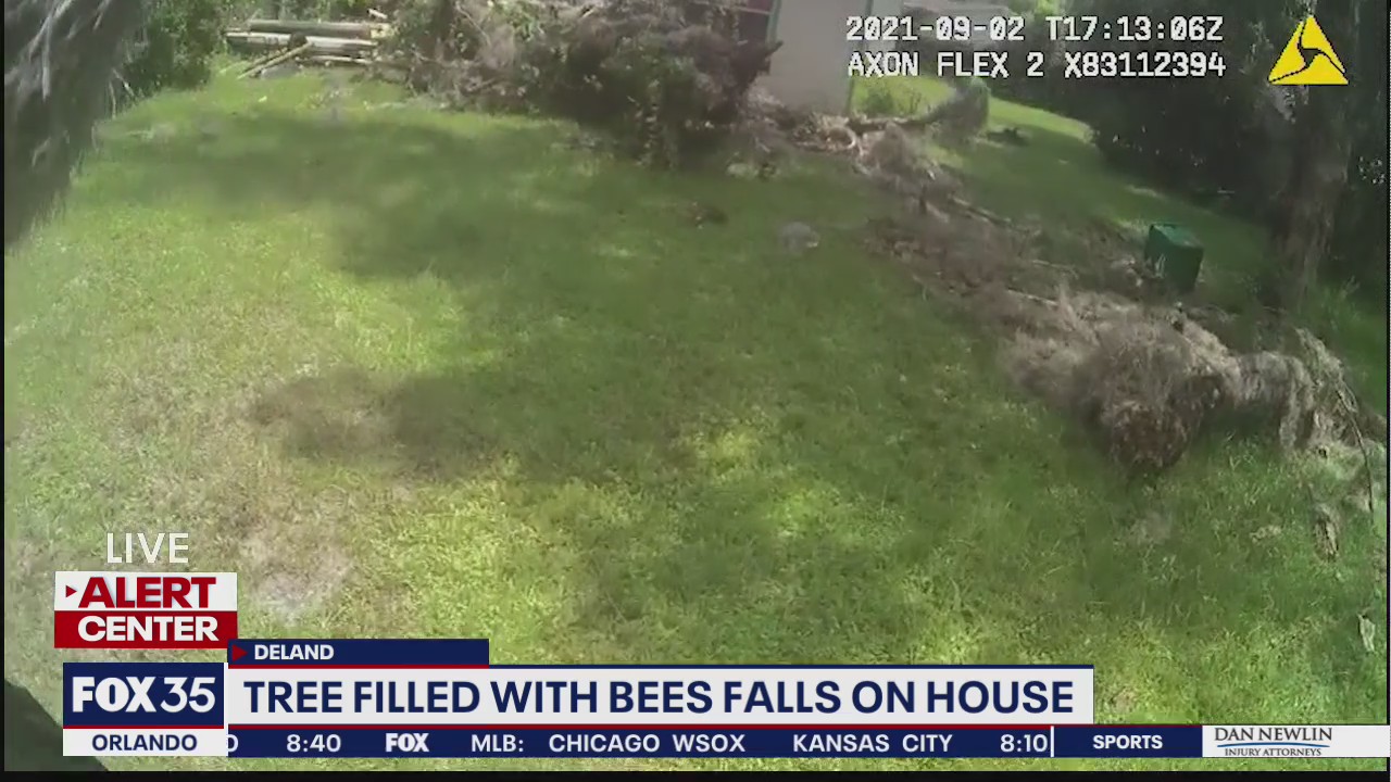 Video shows deputy responding after tree filled with bees falls on house