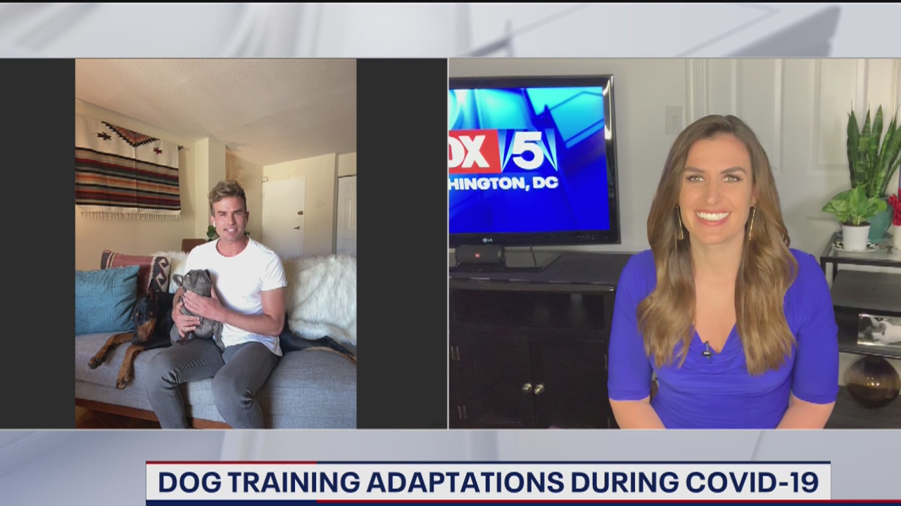 Dog training adaptations during lockdown