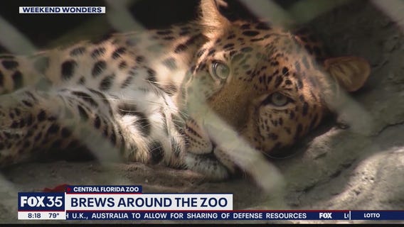 Weekend Wonders: Brews Around the Zoo