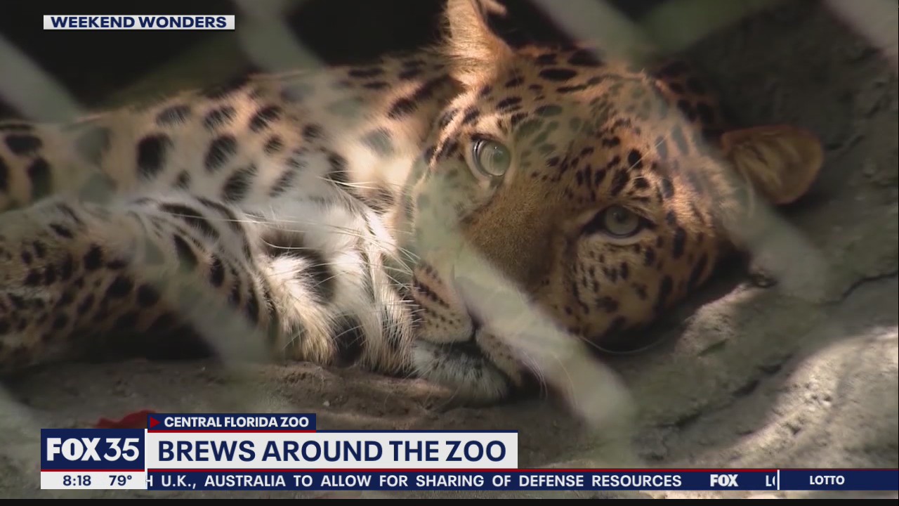 Weekend Wonders: Brews Around the Zoo