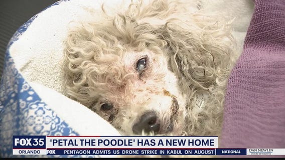 Orlando dog Petal gets adopted after recovering from torture, neglect