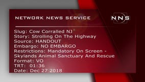 Cow on loose safe at sanctuary