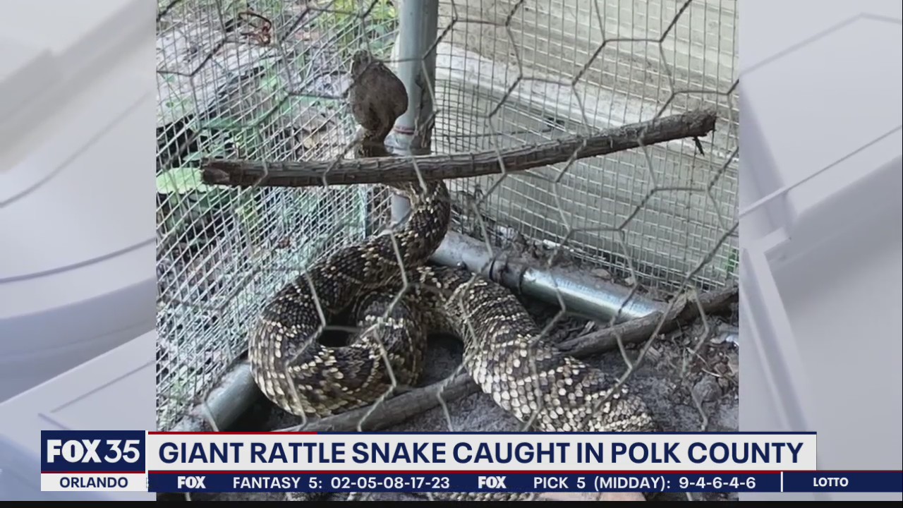 Giant rattlesnake caught in Polk County