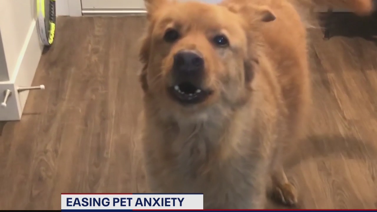Easing anxious pets during lockdown