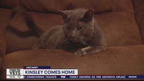 Kinsley the cat reunited with family after missing 6 years