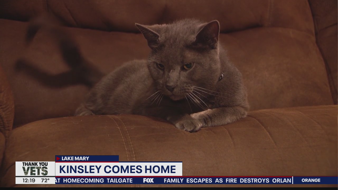 Kinsley the cat reunited with family after missing 6 years