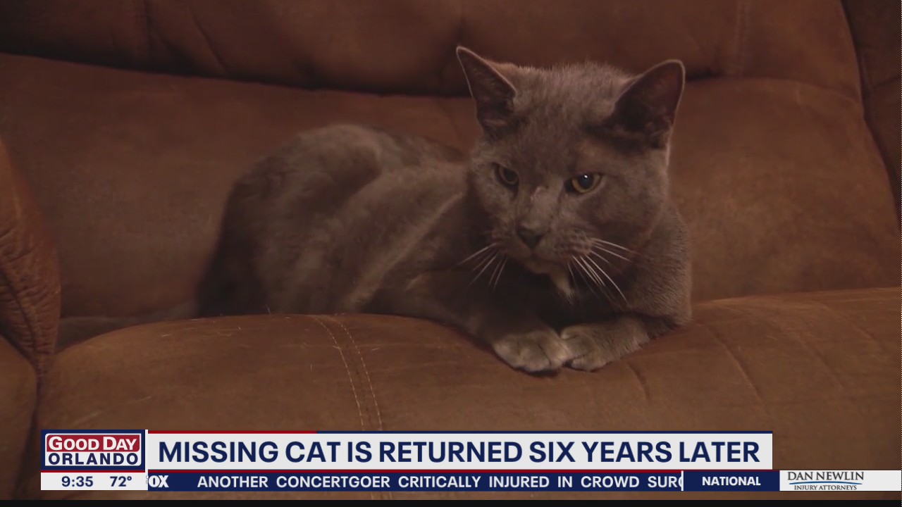 Missing cat returns home after six years | FOX 35 Orlando