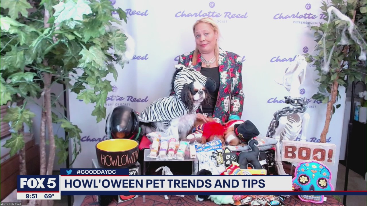 How to have fun with your pets this Halloween (on a budget!)