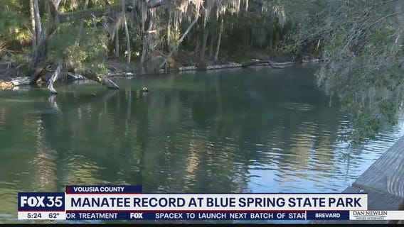 Manatees gather at Blue Spring State Park to stay warm during big chill