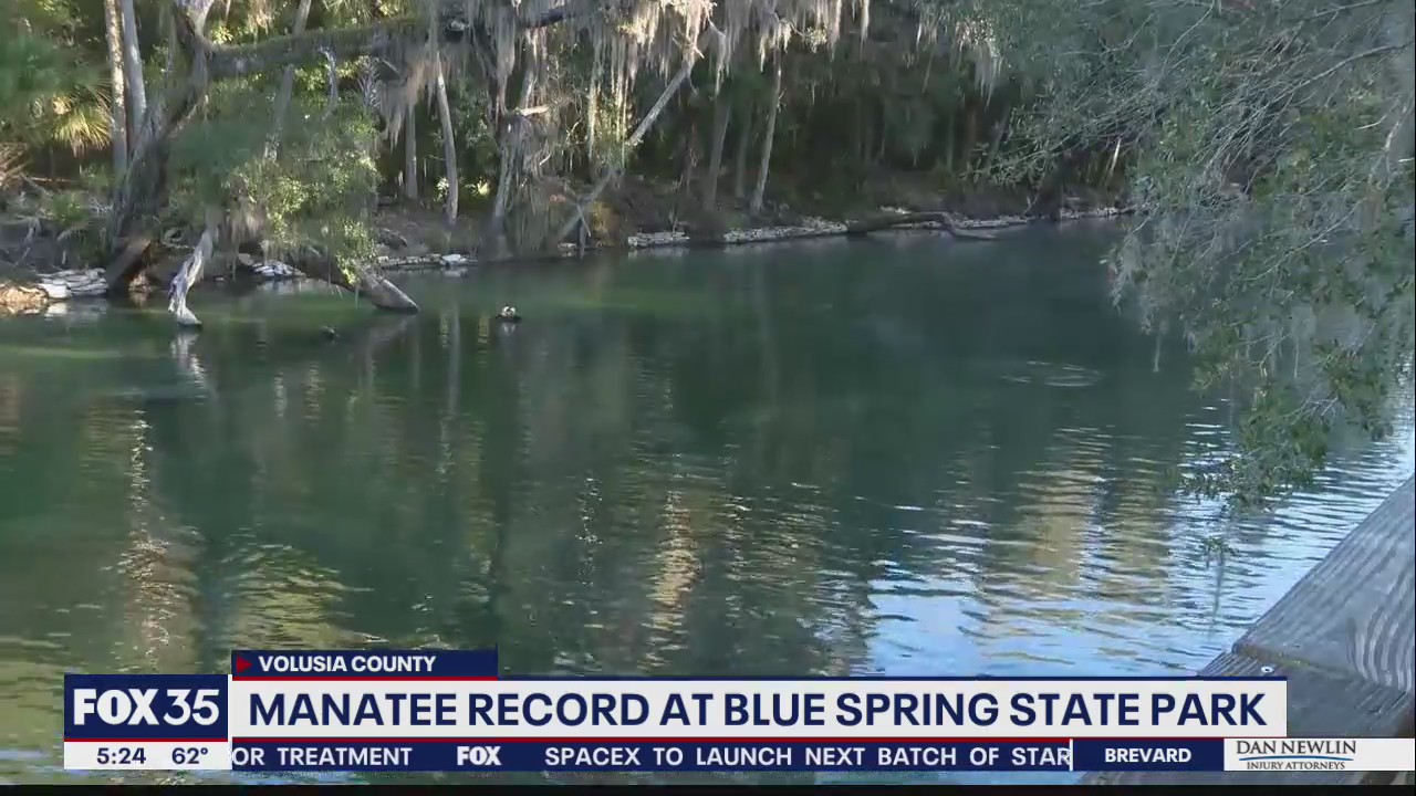 Manatees gather at Blue Spring State Park to stay warm during big chill