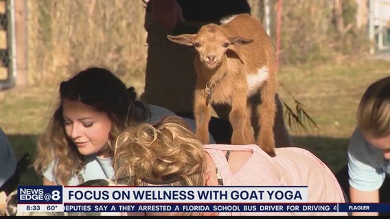 Focus on wellness with goat yoga