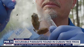 Incurable parasite found in Cuban tree frog