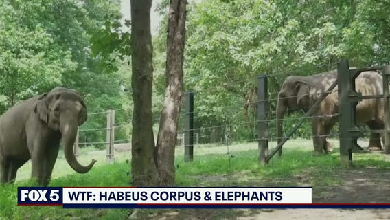 In the Courts: Habeas corpus and elephants
