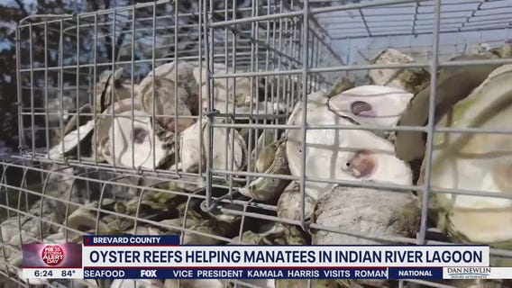 Oyster reefs helping manatees in Florida's Indian River Lagoon