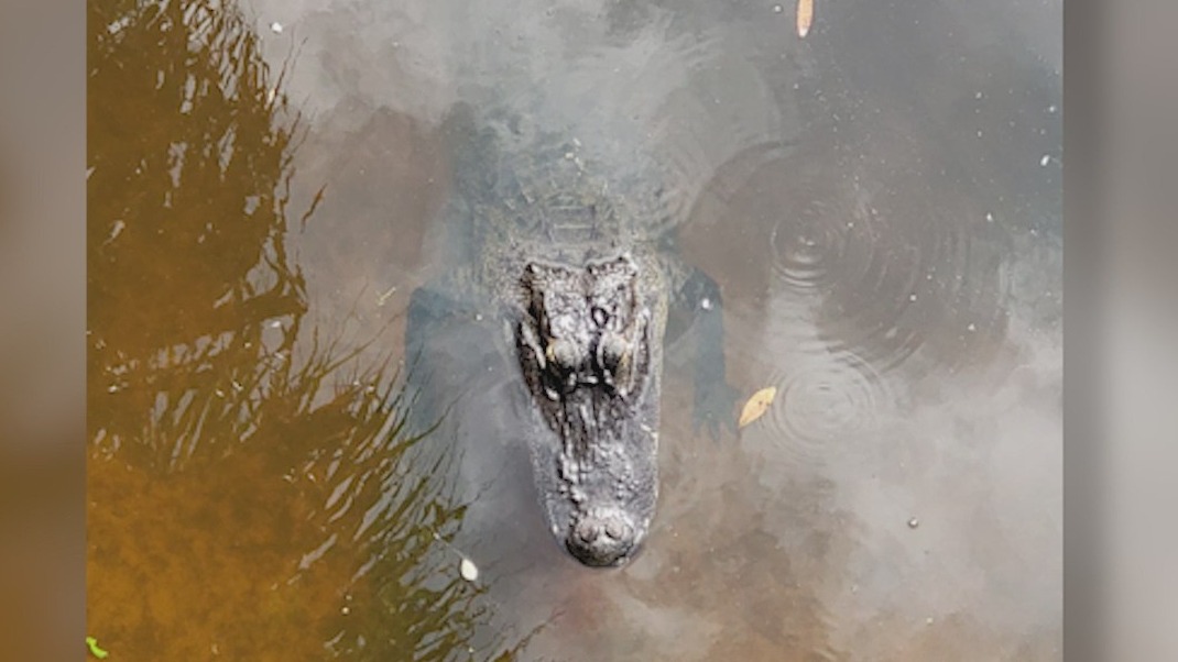 Florida sanctuary to visitors: Do not feed the wildlife