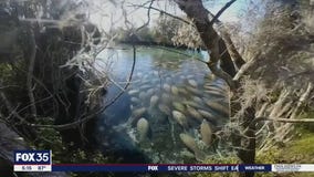 Florida commissioner suggests killing manatees might save them