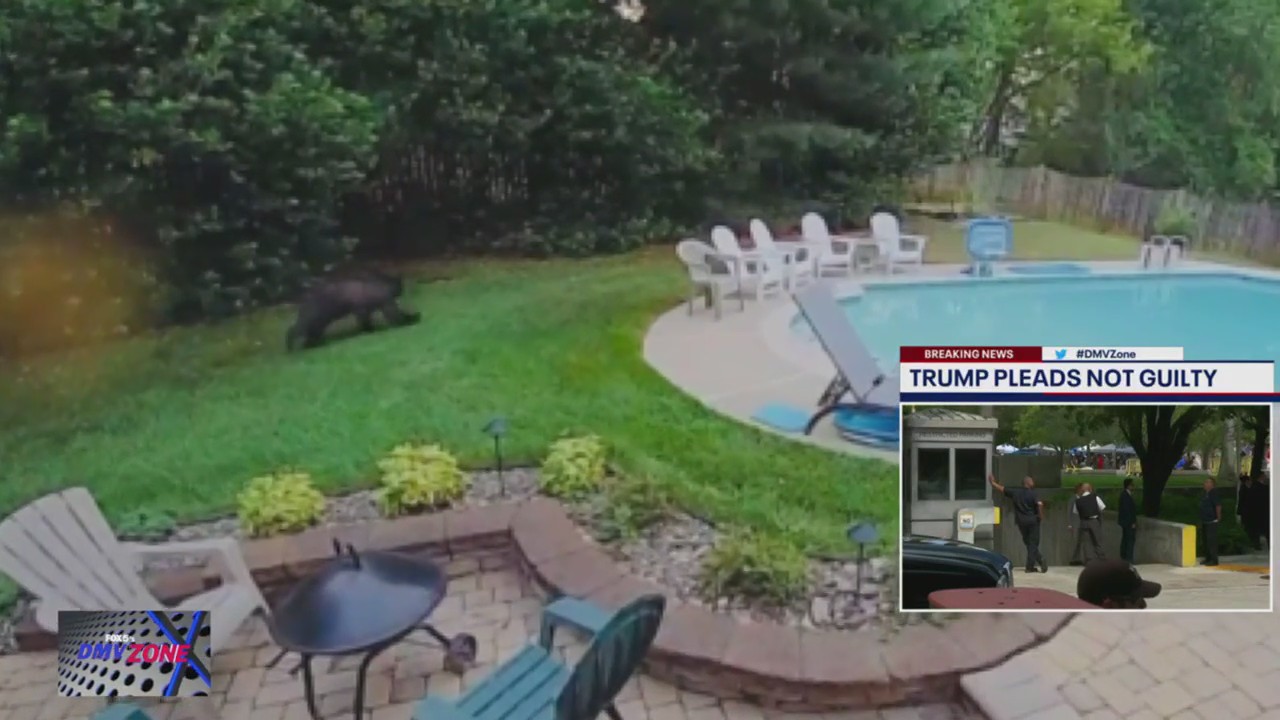 Black bear spotted in Rockville