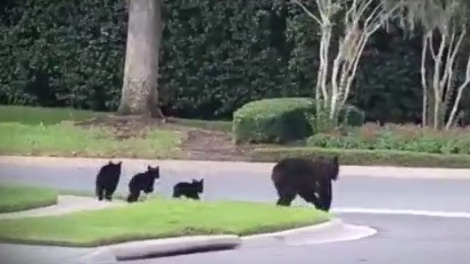 How to survive a bear encounter