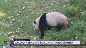 Pandas leaving National Zoo, heading back to China in November