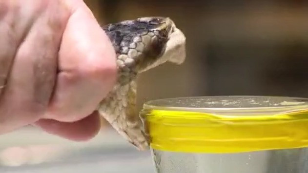 What to do if bitten by a dangerous snake