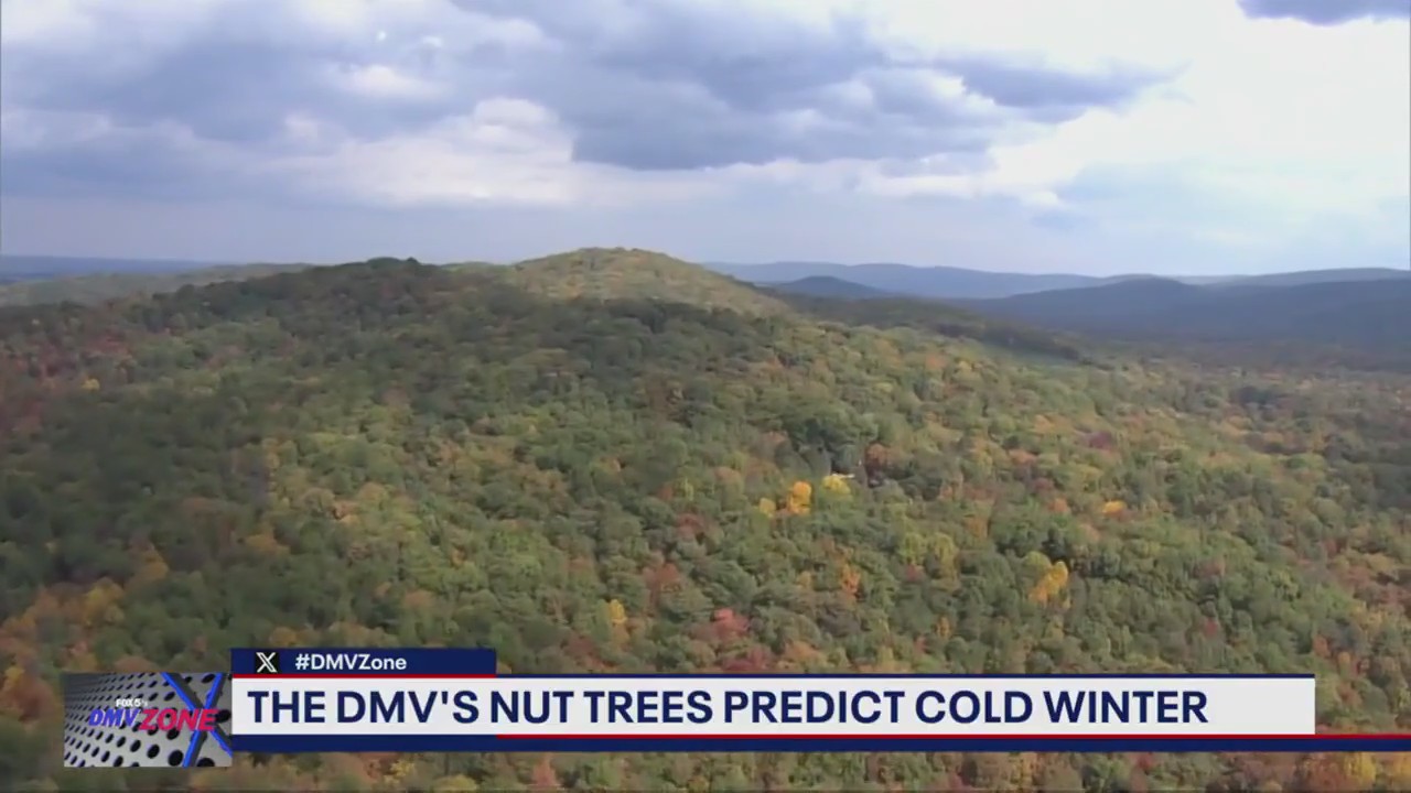 Nuts say: winter will be extra cold!