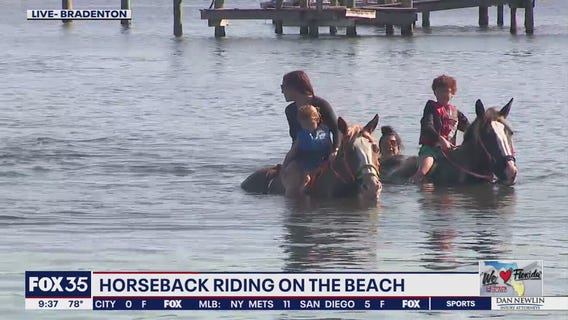 Florida Beach Horses allows guests to 'swim' with horses